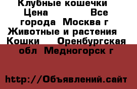 Клубные кошечки › Цена ­ 10 000 - Все города, Москва г. Животные и растения » Кошки   . Оренбургская обл.,Медногорск г.